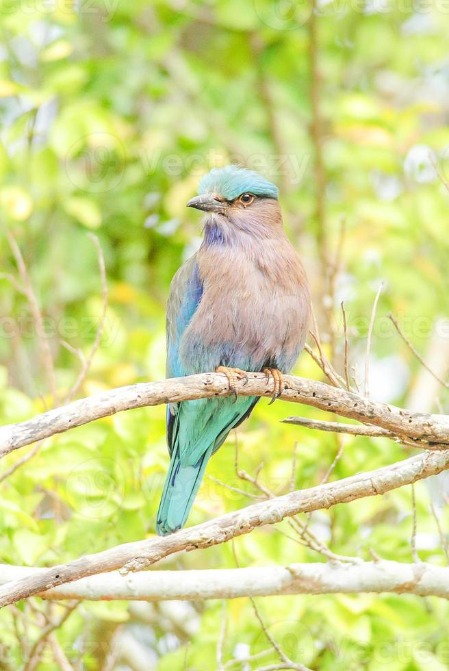 oiseau rouleau indien photo