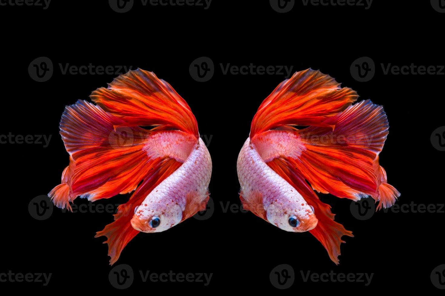 poisson betta rose et rouge, poisson de combat siamois sur fond noir photo