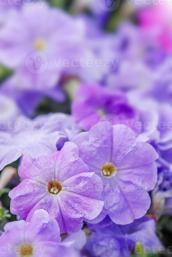 fleurs de pétunia colorées, grandiflora est la variété la plus populaire de pétunia, avec de grandes fleurs simples ou doubles qui forment des monticules de fleurs colorées solides, rayées ou panachées. photo