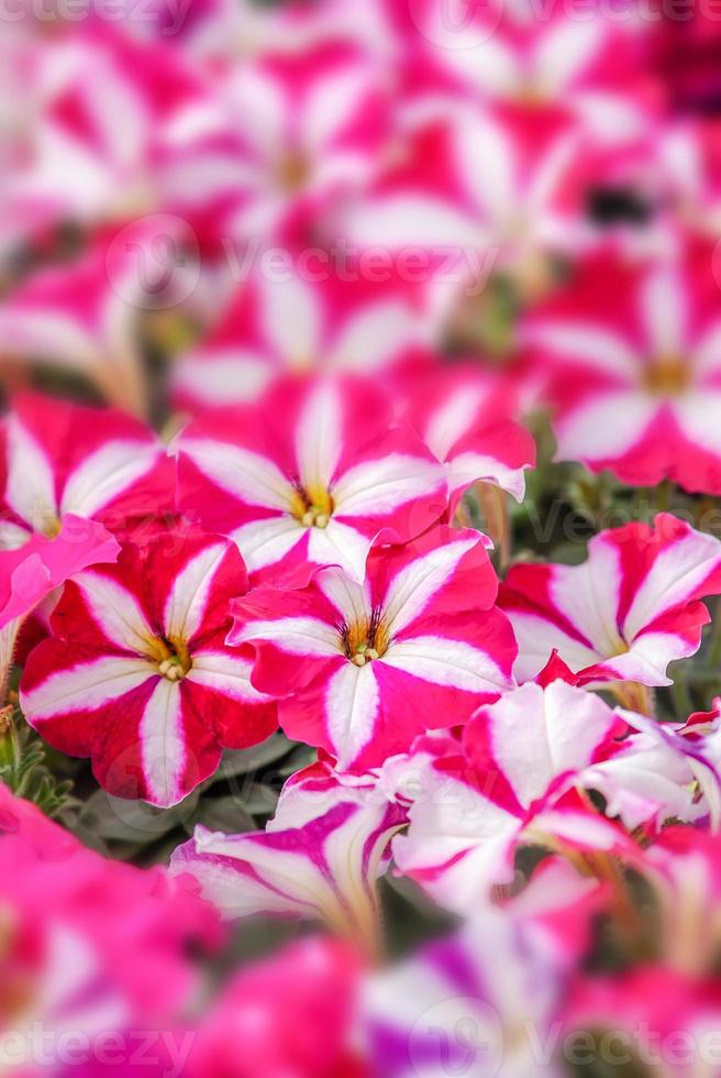 fleurs de pétunia colorées photo