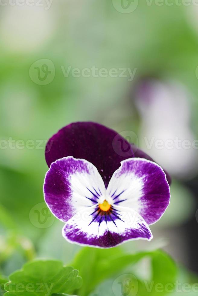 Pensées de fleurs violettes et blanches gros plan de fleur de pensée colorée photo