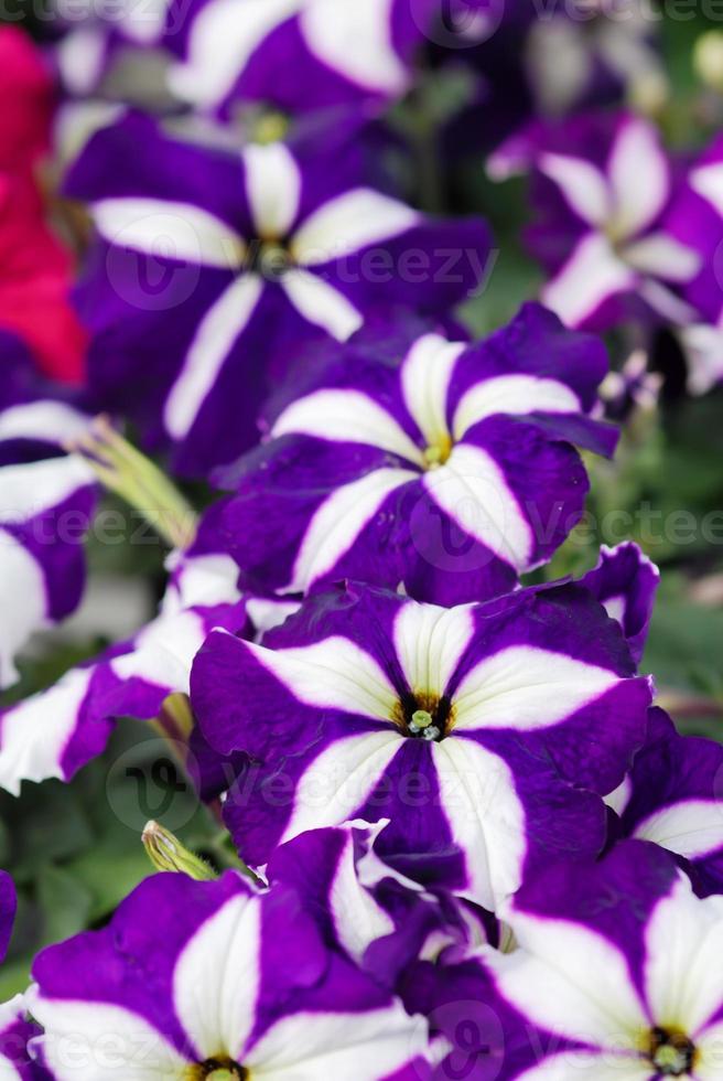 pétunia dans le pot, couleur étoile violette photo