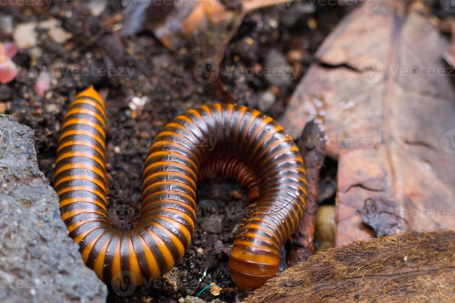 un mille-pattes marchant pour se nourrir sur le sol. photo