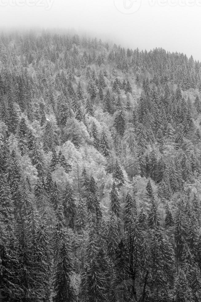 forêt noire d'hiver photo
