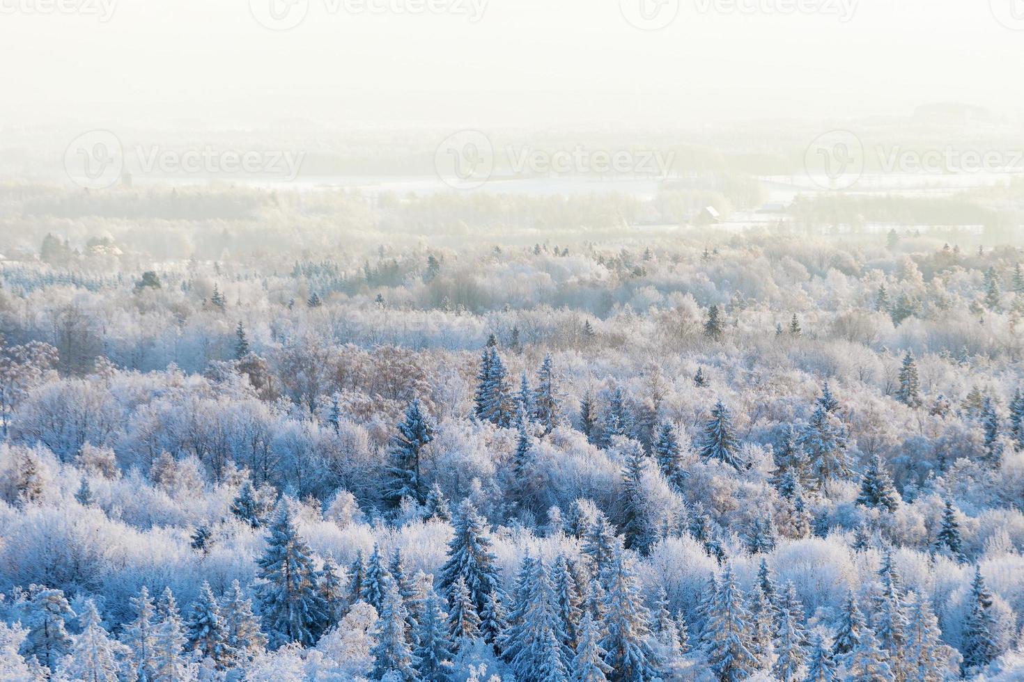 vue sur la forêt d'hiver photo