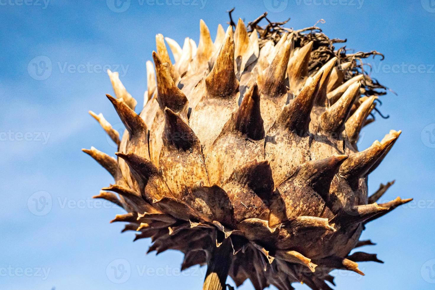 Loseup shot d'une usine de dentelle de la reine anne sous la lumière du soleil photo