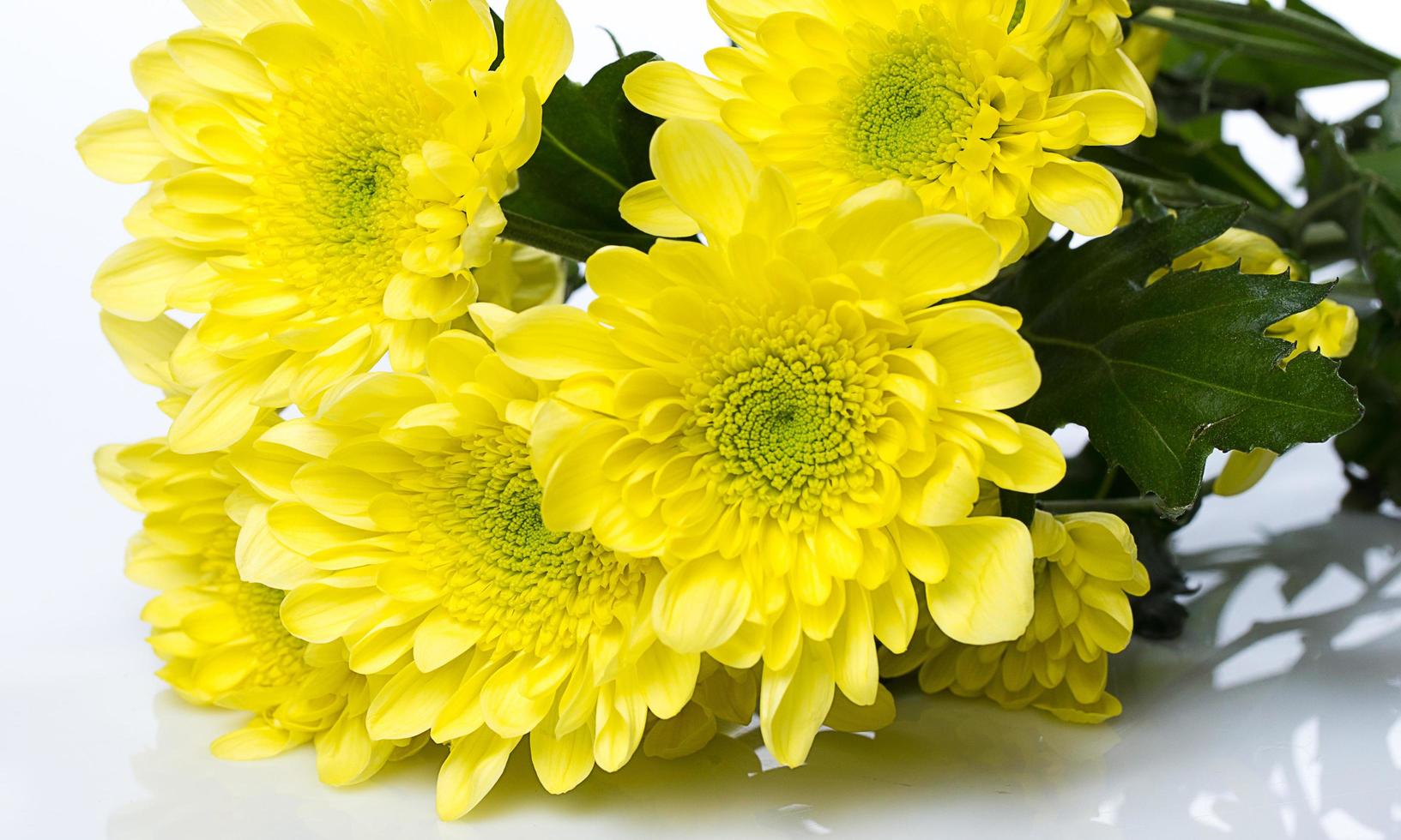 belles fleurs de chrysanthème photo