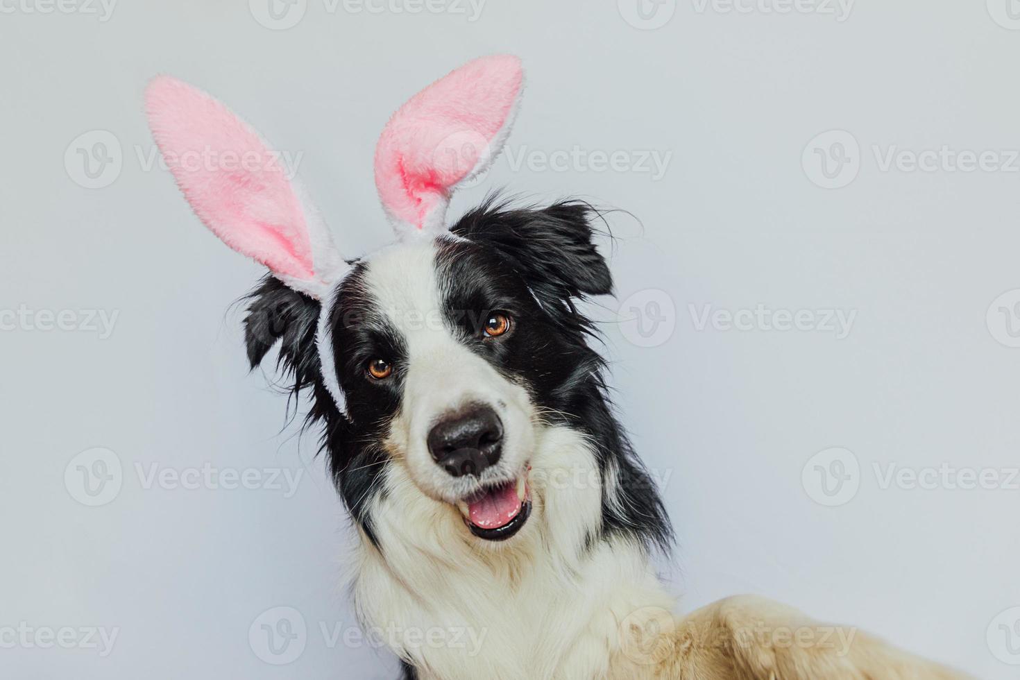 concept de joyeuses pâques. préparation des vacances. Chiot drôle mignon border collie portant des oreilles de lapin de Pâques isolé sur fond blanc. carte de voeux de printemps. photo