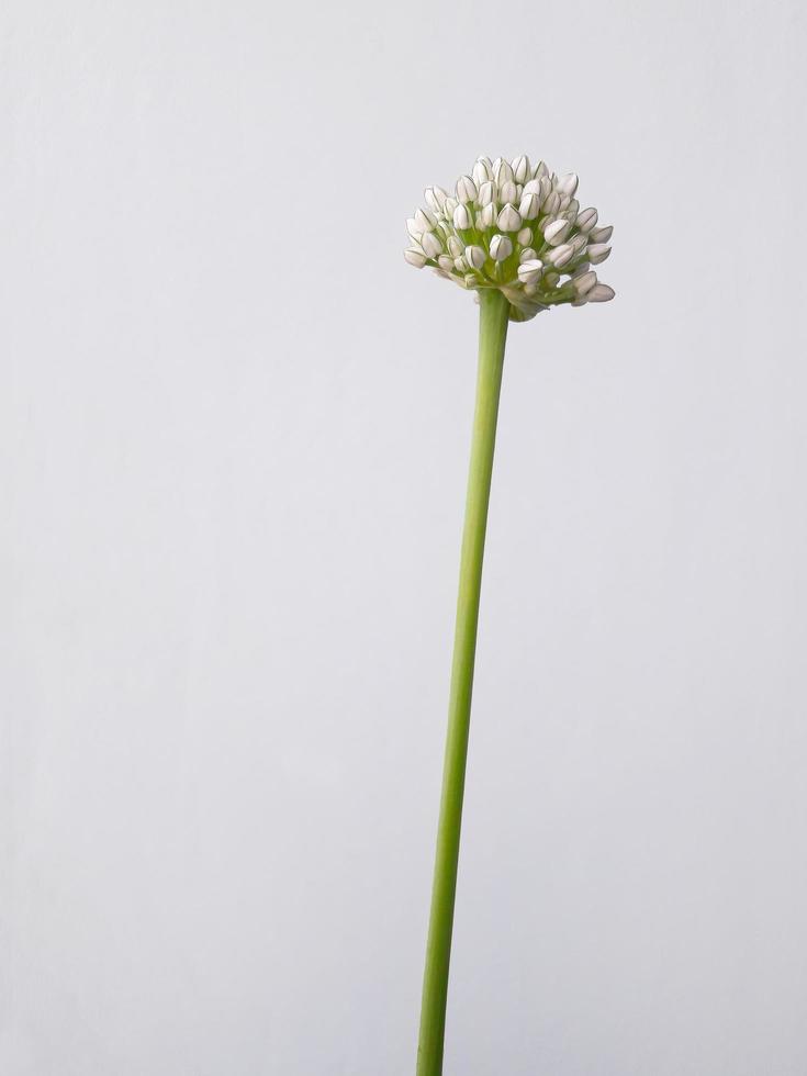 Fleur d'oignon blanc unique avec fond blanc photo