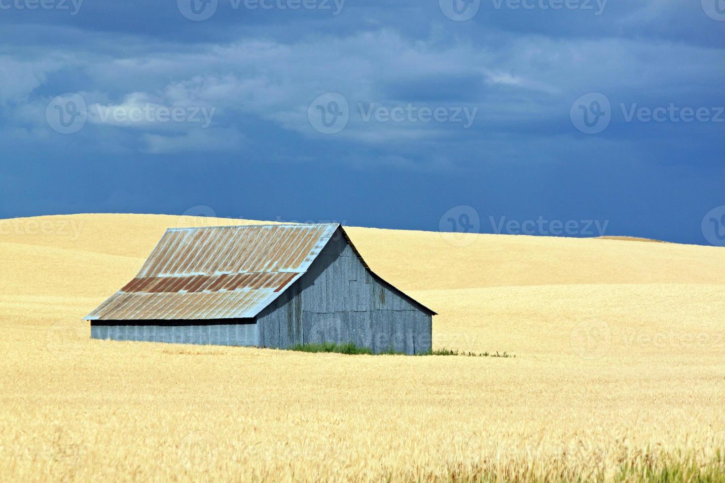 grange bleue dans un champ doré avec un ciel bleu photo