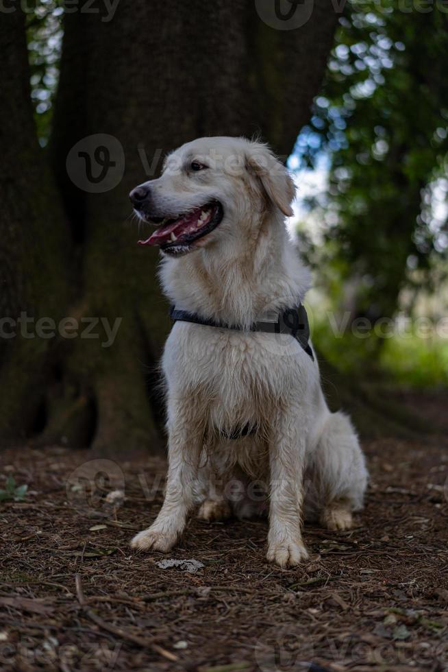 golden retriever assis près d'un arbre photo