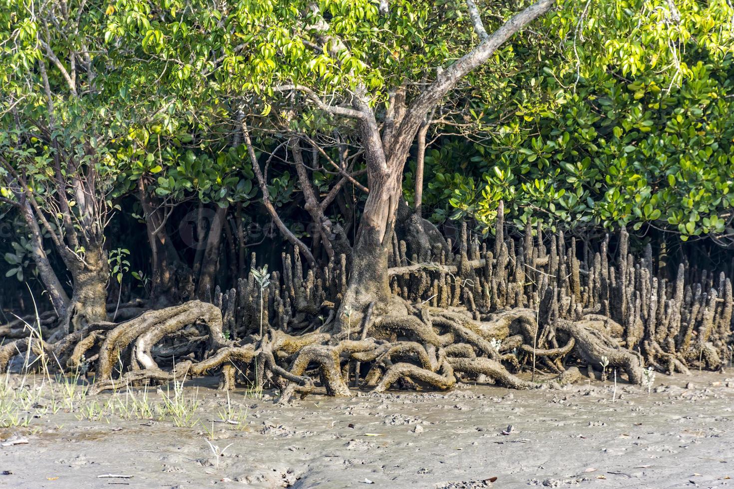 Réseau racinaire exposé de palétuvier dans la rive du fleuve bangladais sundarbans photo