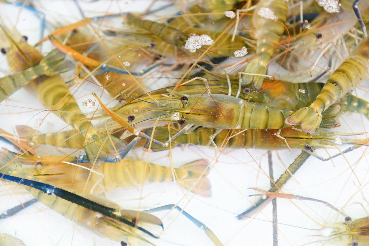 vie de crevettes fraîches sur l'étang, ferme de crevettes à vendre au marché photo