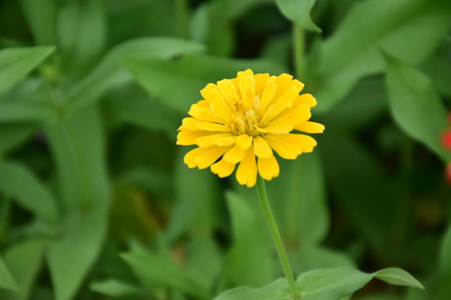 fleurs de zinnia dans un lit de fleurs, fond naturel. photo