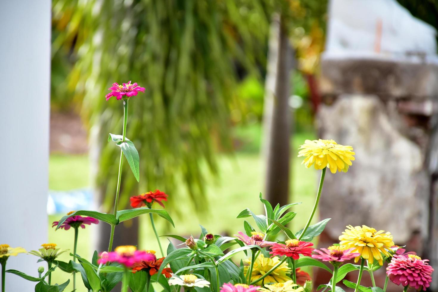 fleurs de zinnia dans un lit de fleurs, fond naturel. photo