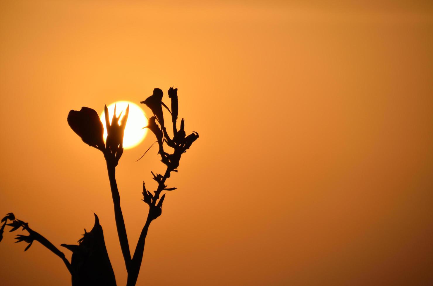 fleur au coucher du soleil photo