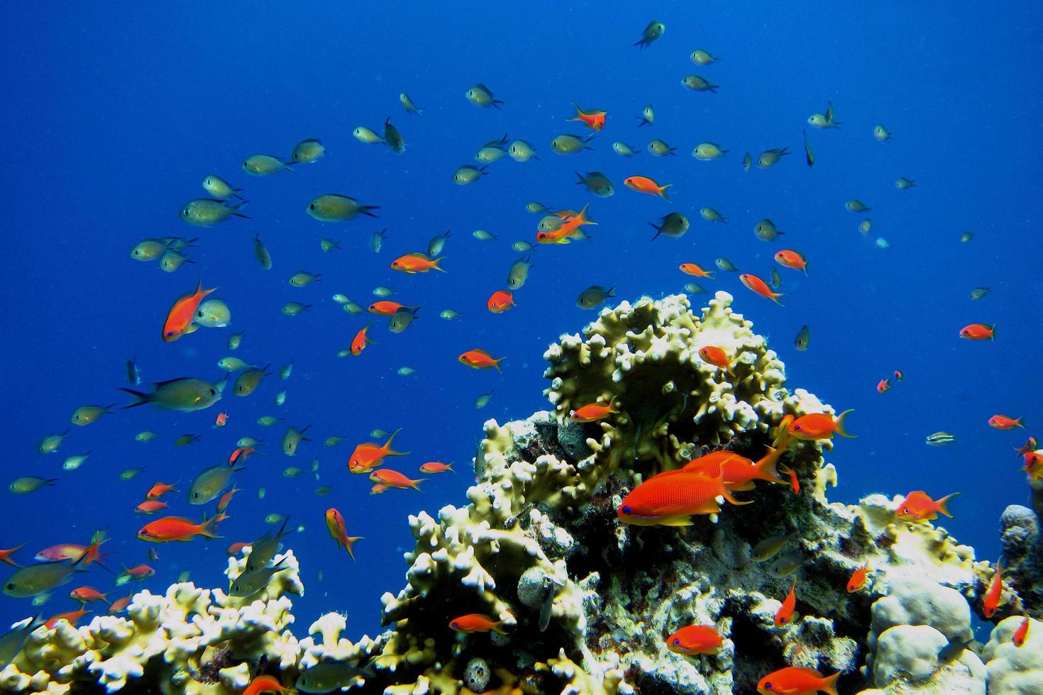 beaucoup de petits poissons dans le corail photo