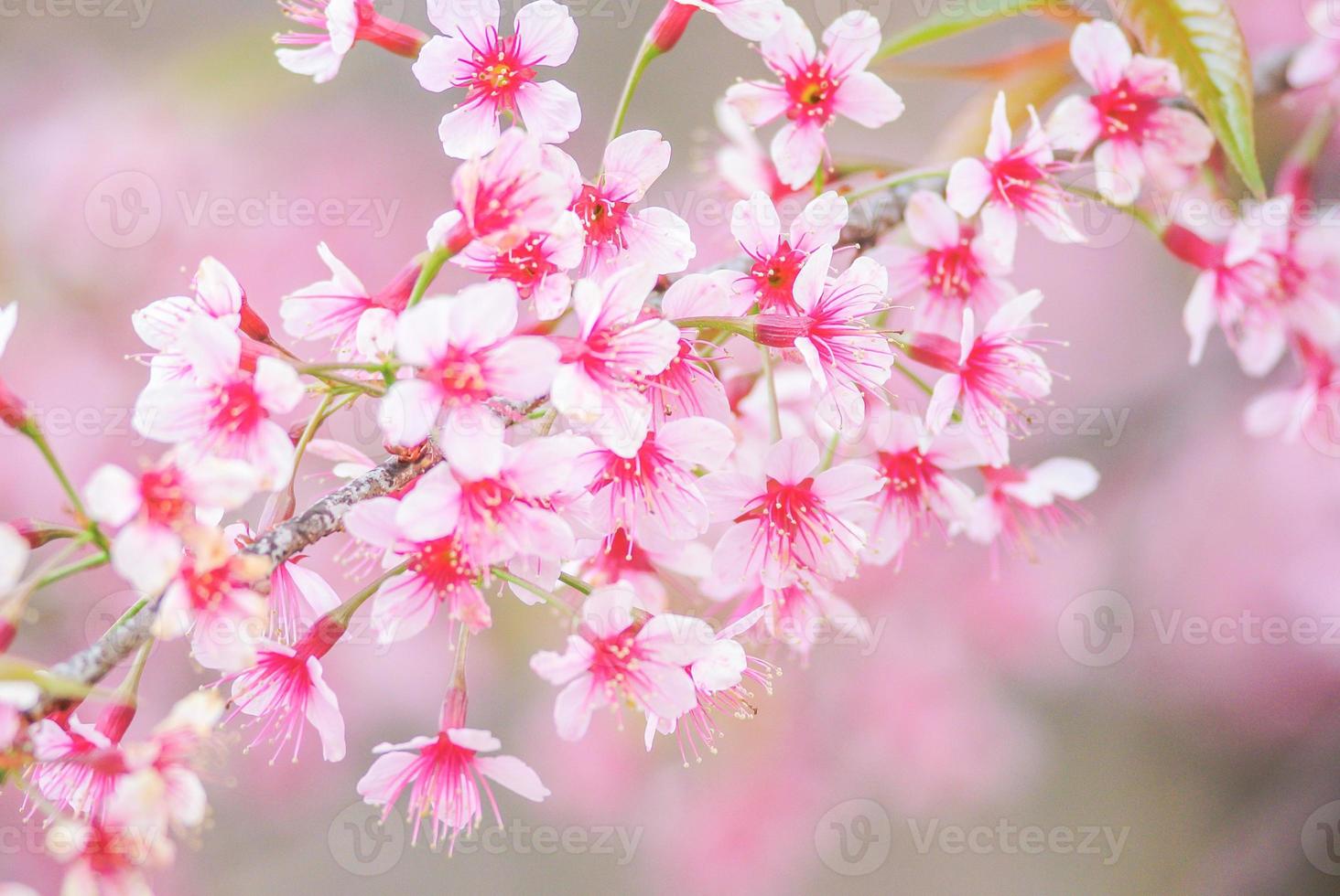 fleur de cerisier au printemps avec mise au point douce, fleur de cerisier de printemps floue non focalisée, fond de fleur de bokeh, fond de fleur pastel et doux. photo