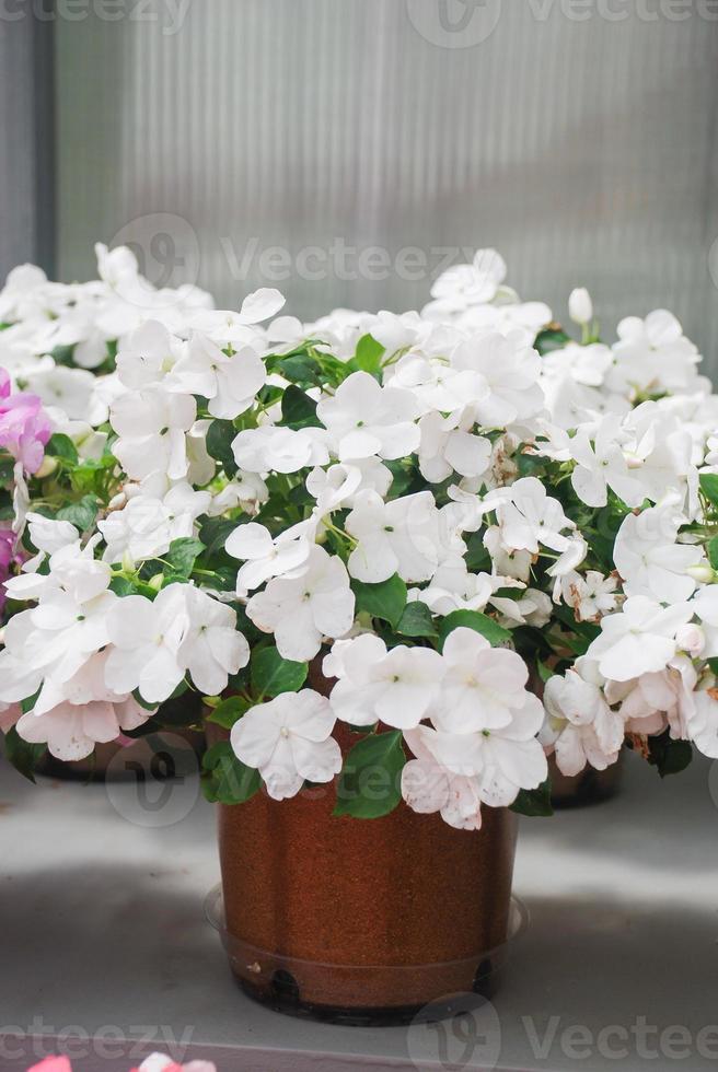 Impatiens blancs en pot, nom scientifique impatiens walleriana fleurs également appelées baume, parterre de fleurs photo