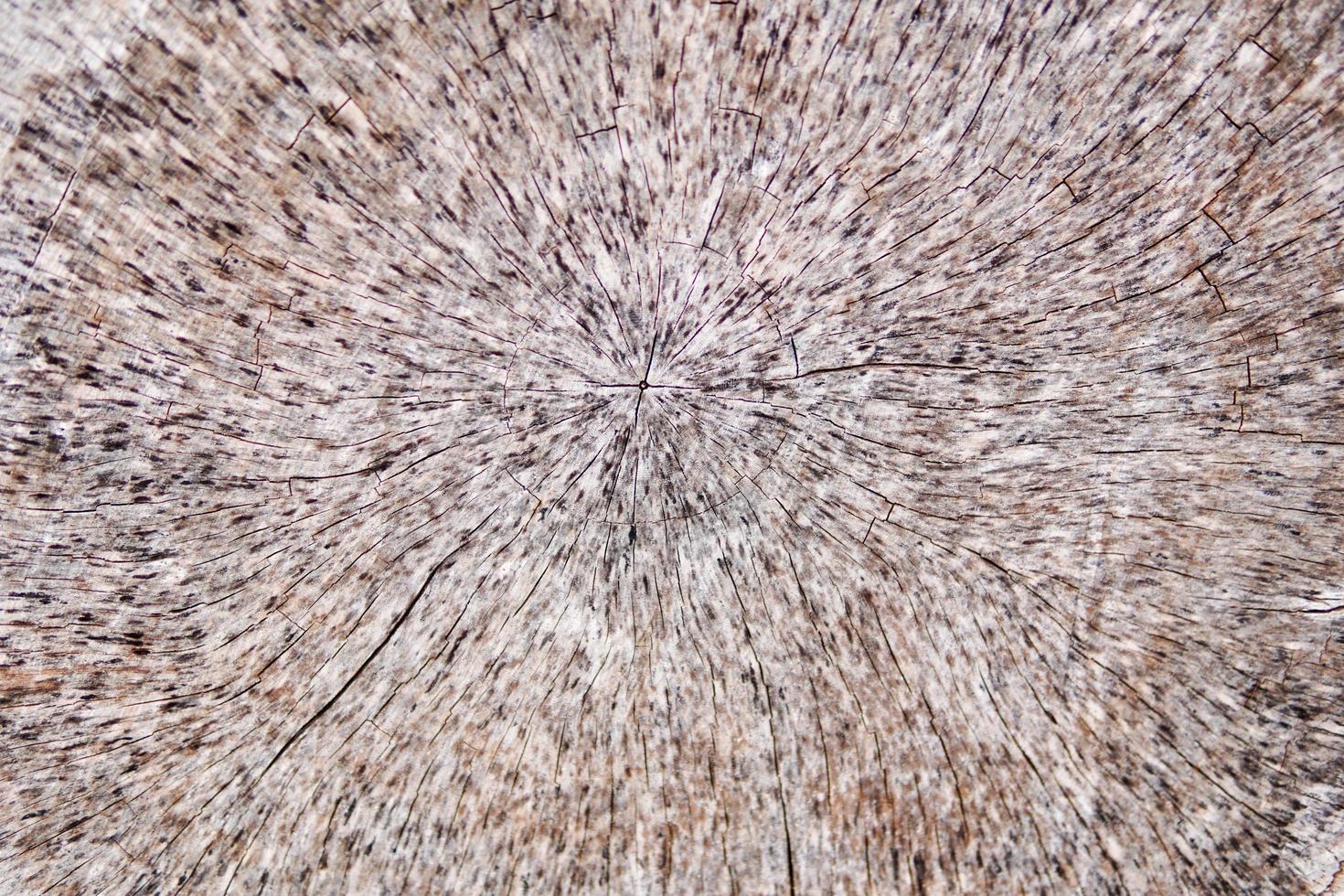 fond de texture bois. surface de bois avec couleur et motif nature. vue en coupe transversale d'une extrémité coupée en rondins texturée en bois. photo