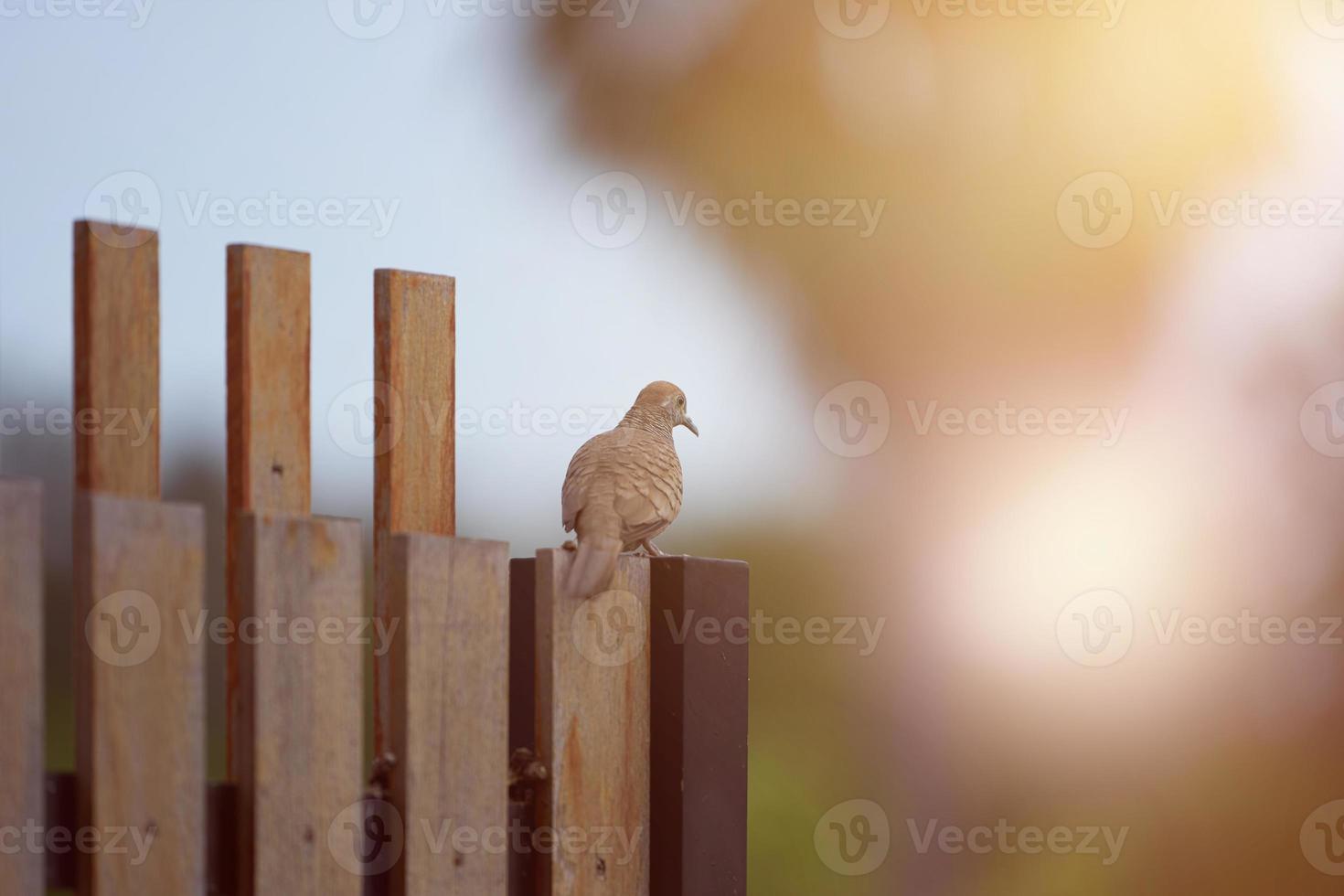 Pigeon brun sur une clôture en bois photo