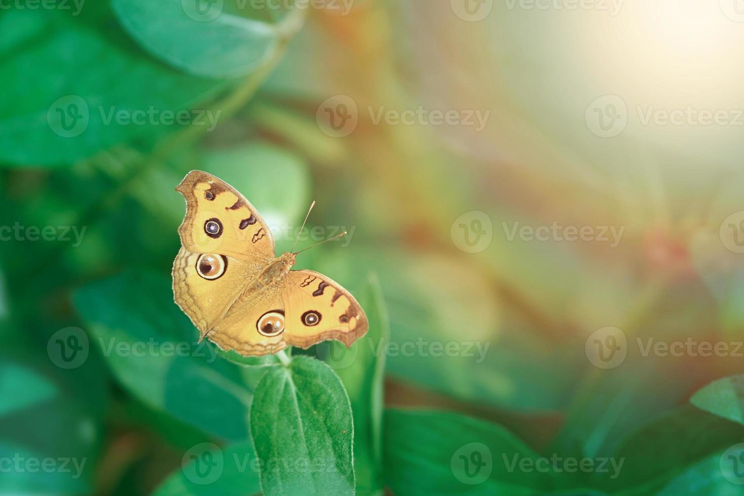 beau papillon jaune à aile ouverte sur fond vert photo