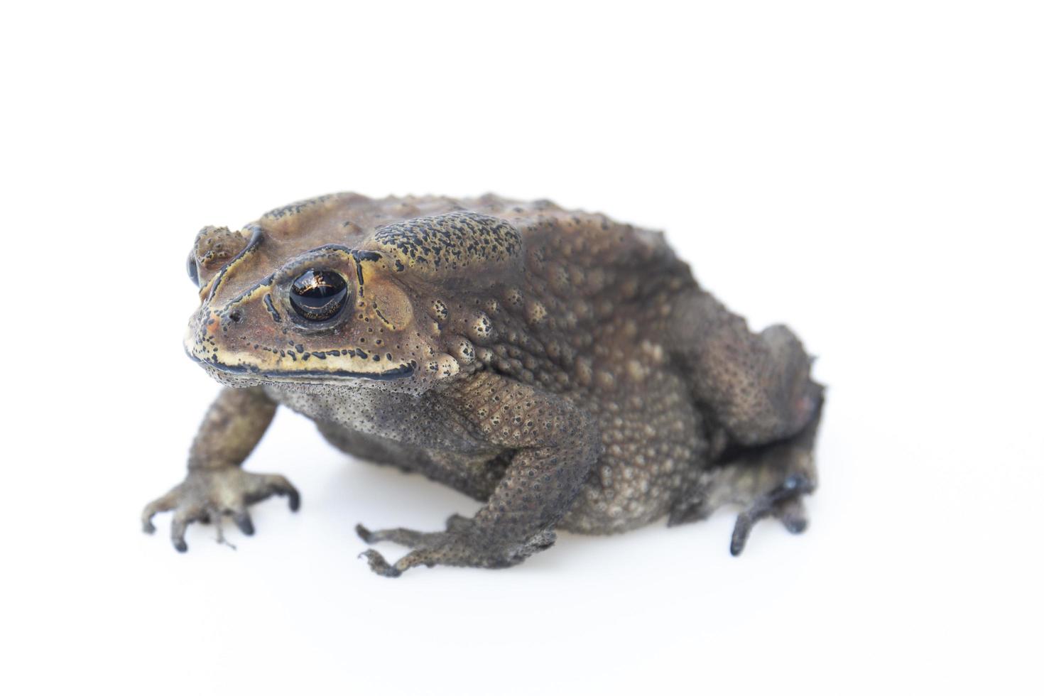 crapaud isolé sur fond blanc. photo