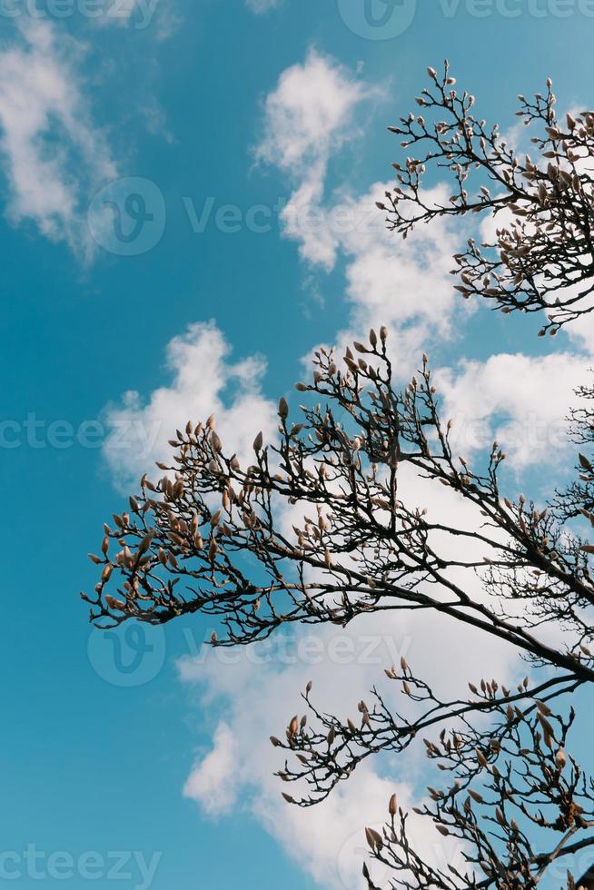 beaux bourgeons de magnolia contre le ciel photo
