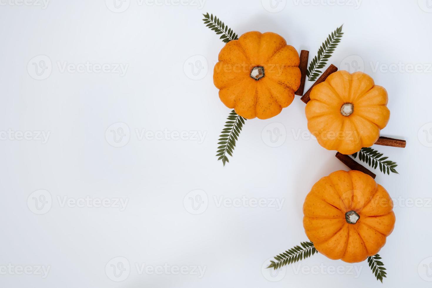 citrouilles cannelle et mimosifolia photo