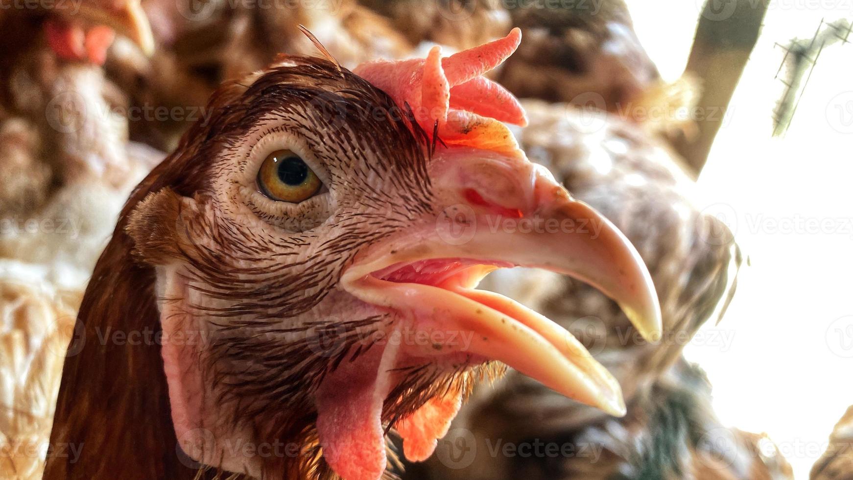 le beau poulet fermier dans la cage photo