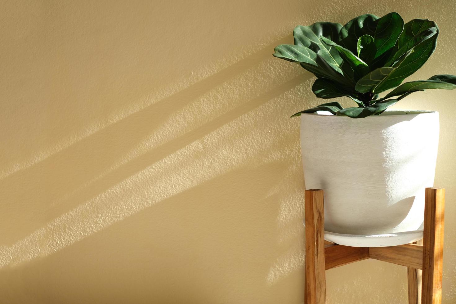 belle plante d'intérieur figuier à feuilles de violon en pot d'argile blanche isolé sur fond crème avec lumière du matin. décoration florale élégante pour la maison dans un style minimaliste ou une pièce intérieure moderne photo