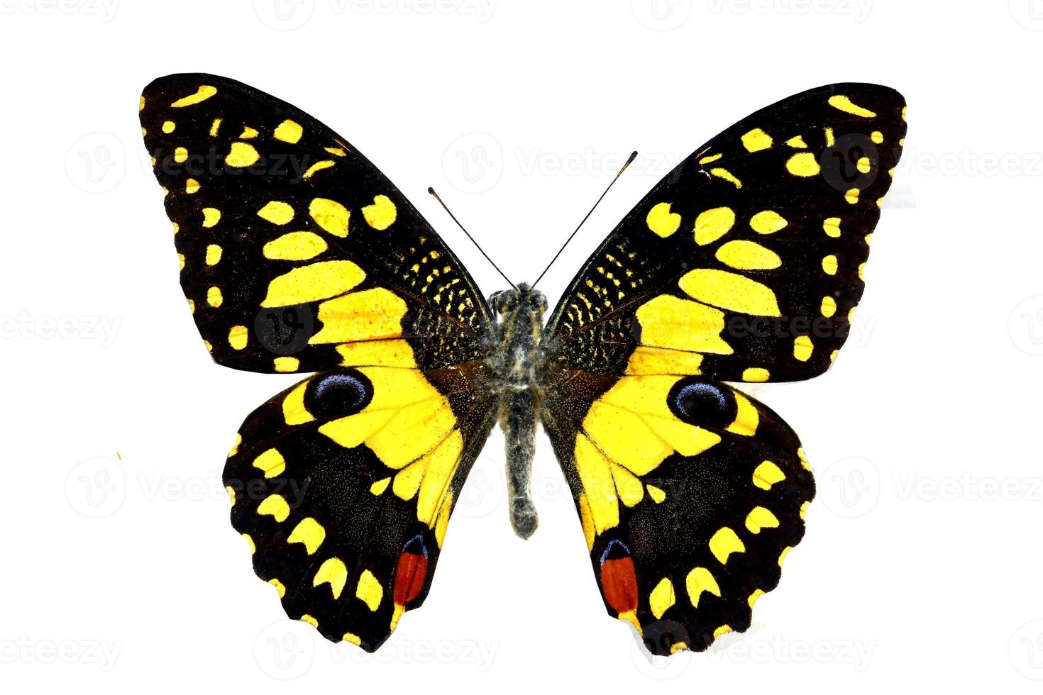 papillon coloré isolé sur blanc photo