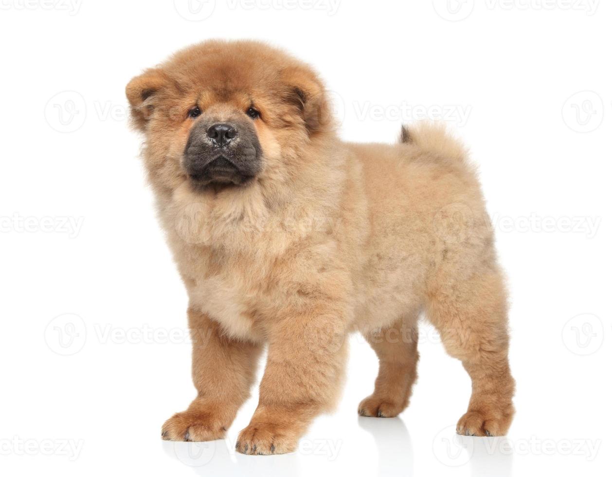 chiot chow-chow photo