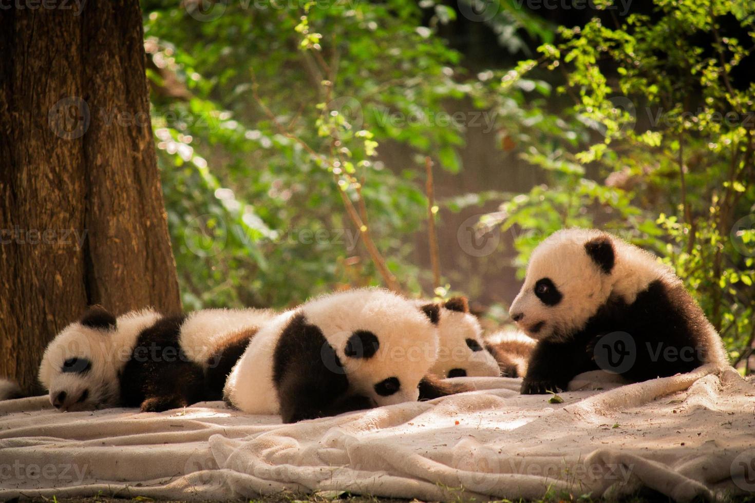 le panda est un trésor national de la Chine photo