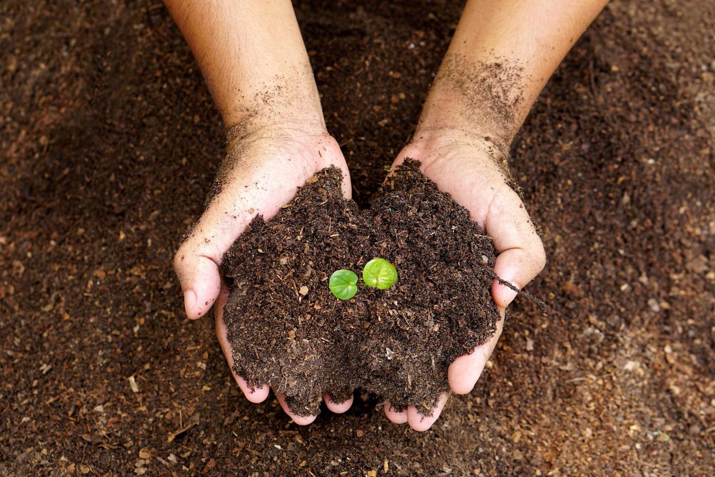 main en gros plan d'une personne tenant un sol d'abondance avec une jeune plante à la main pour l'agriculture ou la plantation d'un concept de nature de pêche. photo