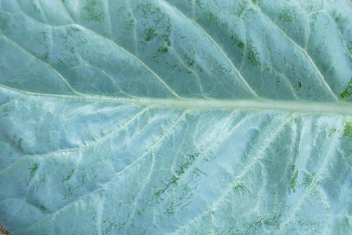 le chou chinois est cultivé comme potager. c'est un légume à feuilles populaire. à la fois petit et grand chou frisé qui dépend de la distance ou de la fréquence de plantation riche en bêta-carotène photo