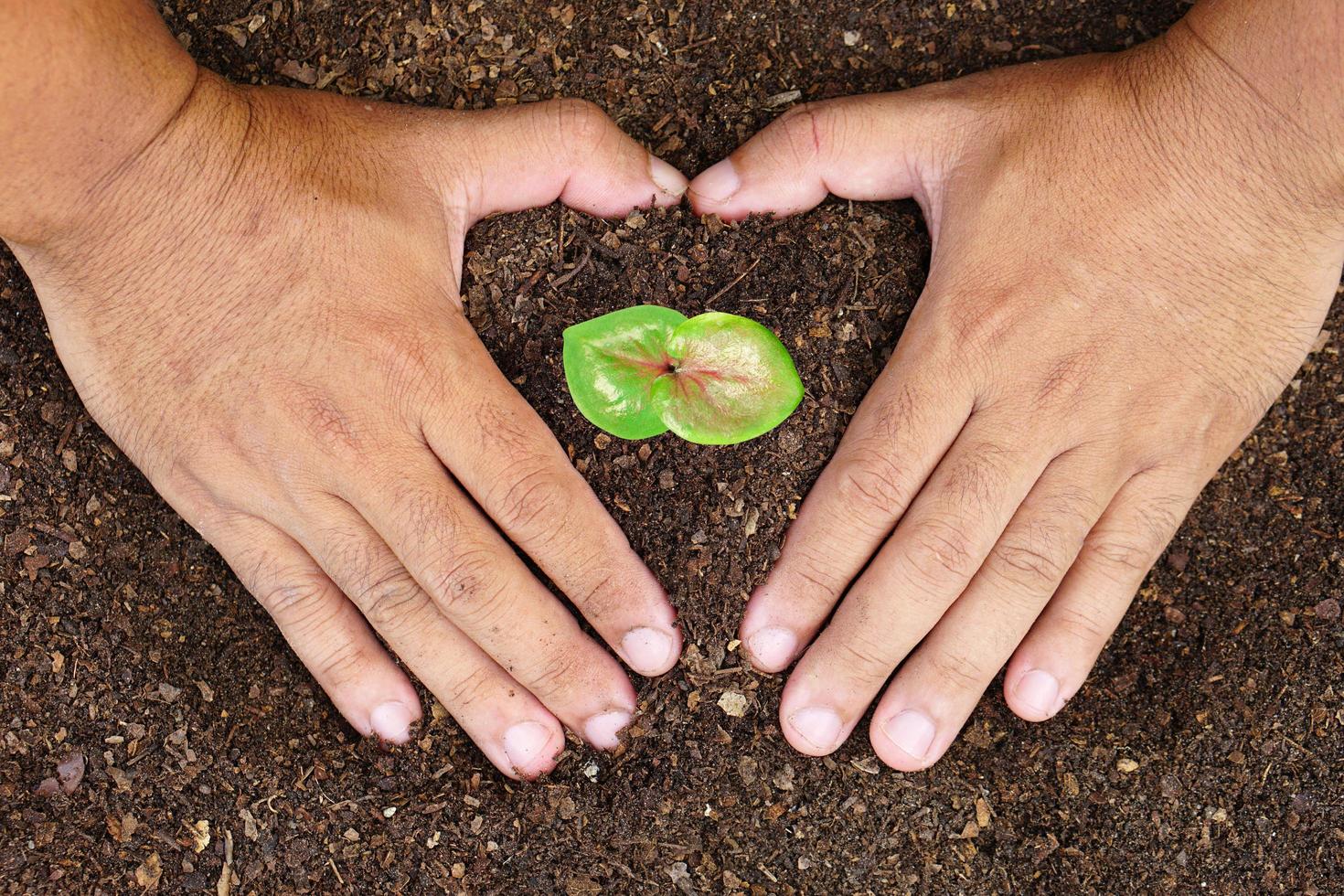 main en gros plan d'une personne tenant un sol d'abondance avec une jeune plante à la main pour l'agriculture ou la plantation d'un concept de nature de pêche. photo