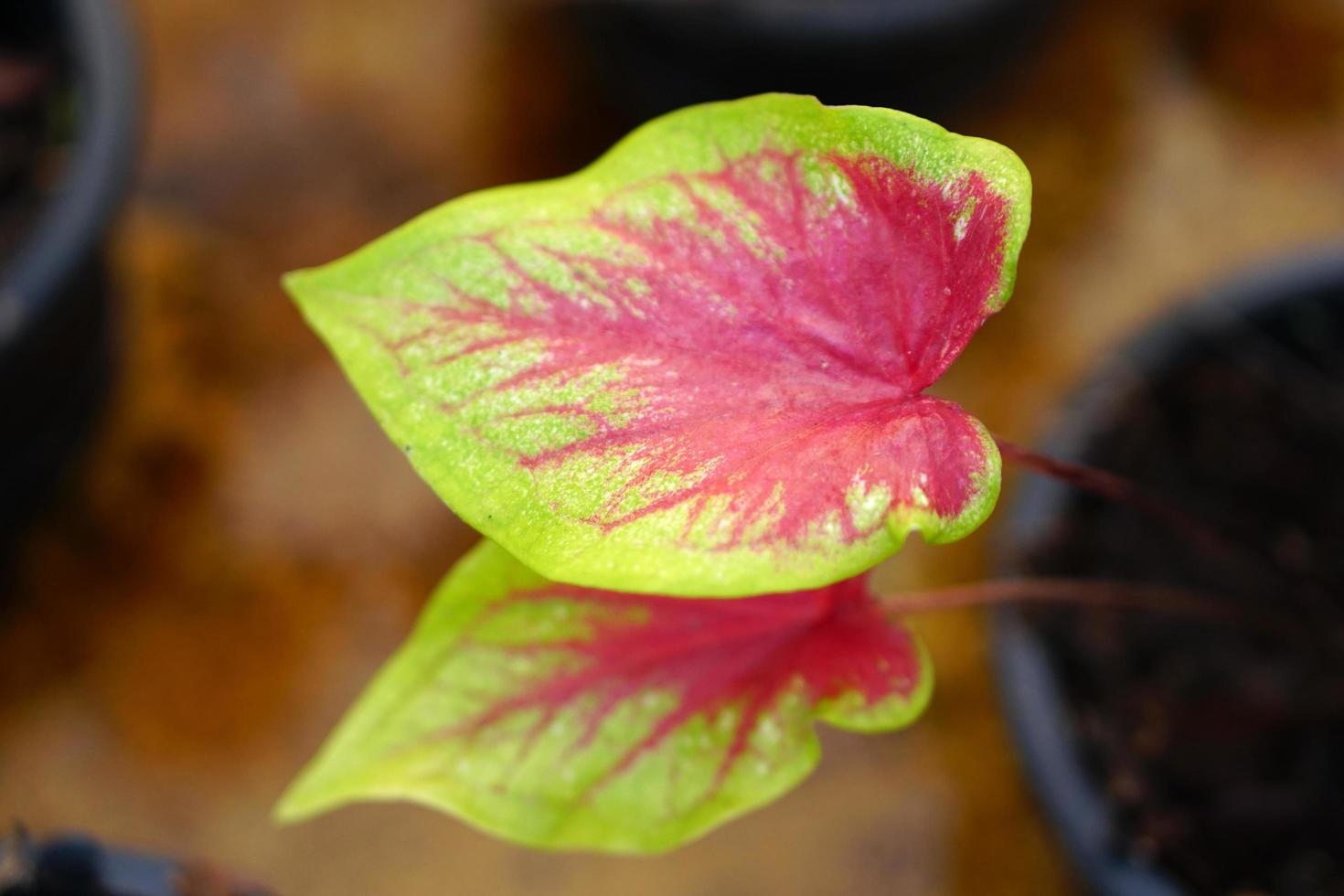 feuilles de caladium en pot excellente plante pour décorer le jardin photo