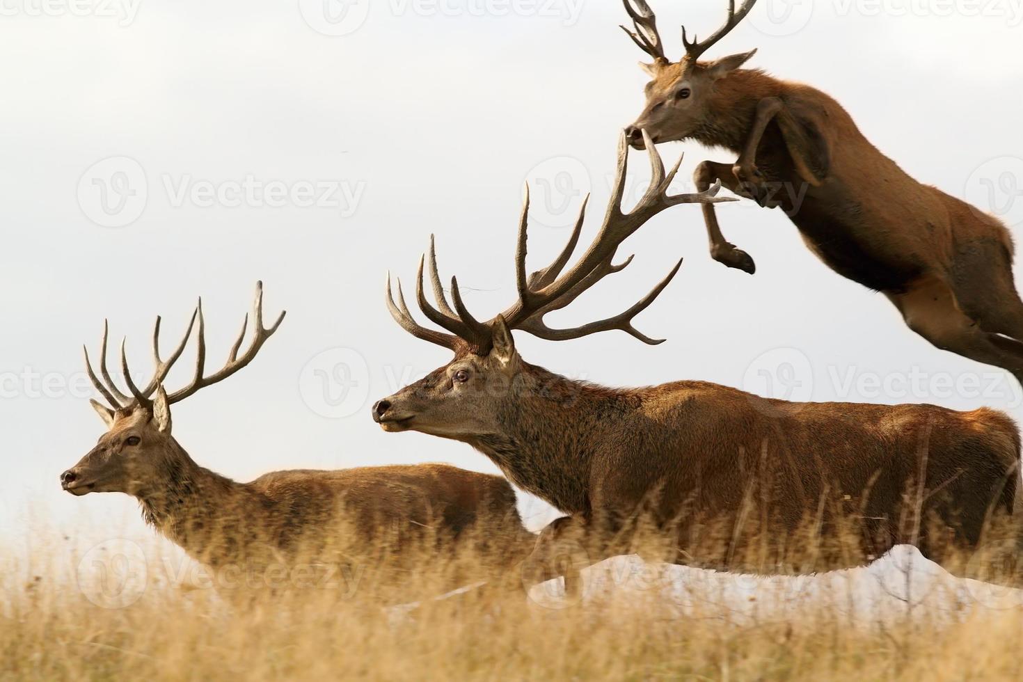 mâles cerfs rouges courir ensemble photo