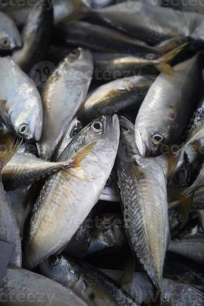 poisson maquereau dans les marchés thaïlandais septième photo