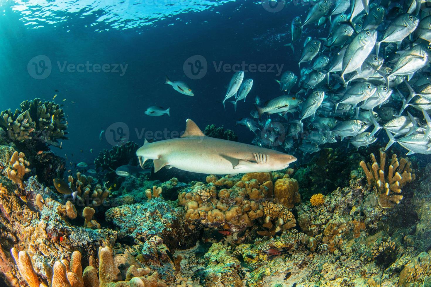 requin pointes blanches photo
