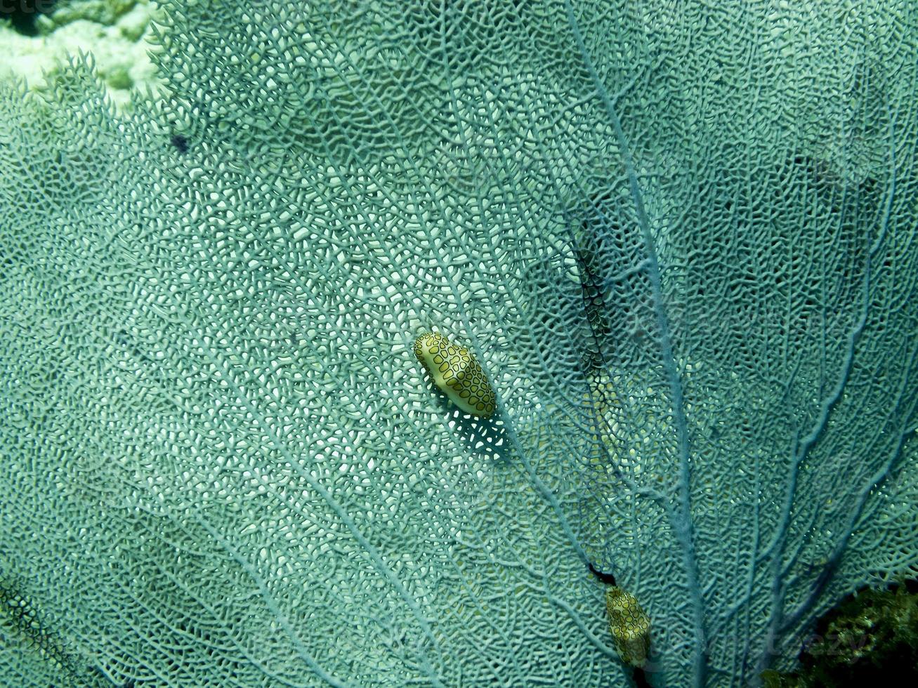flamant mollusque langue sur un ventilateur de mer de Vénus. photo