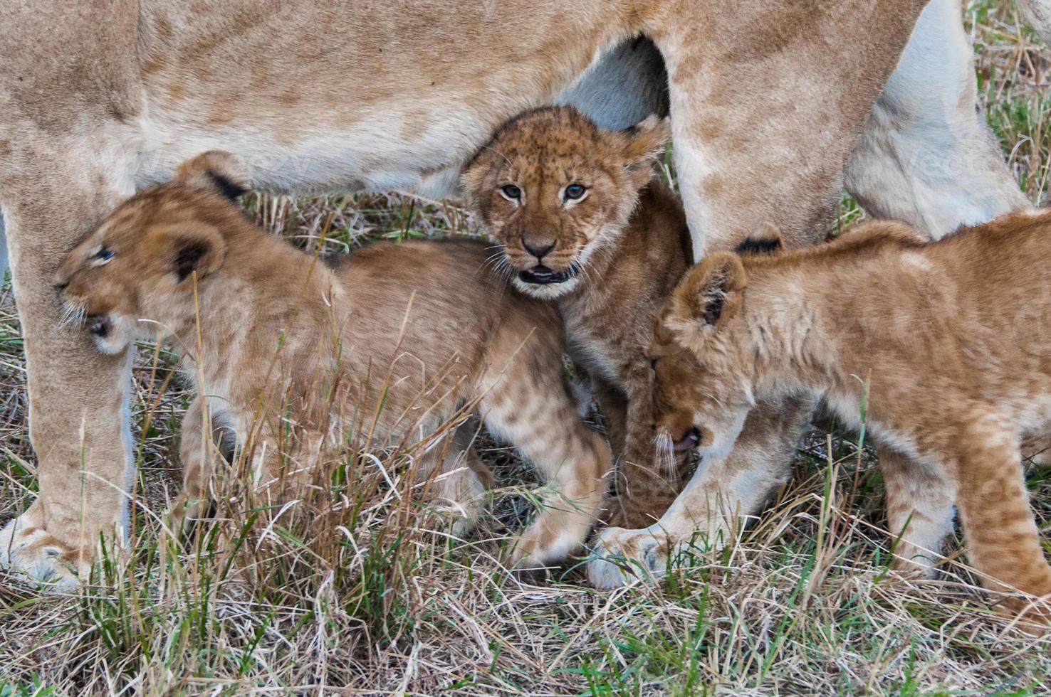 lion au Kenya photo