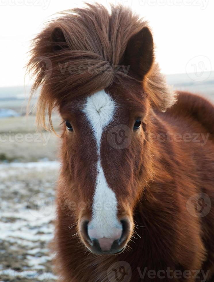 cheval islandais photo
