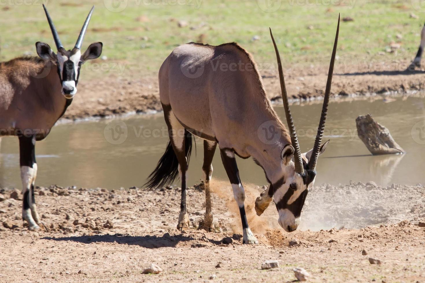 Oryx assoiffé d'eau potable à l'étang dans le désert chaud et sec photo