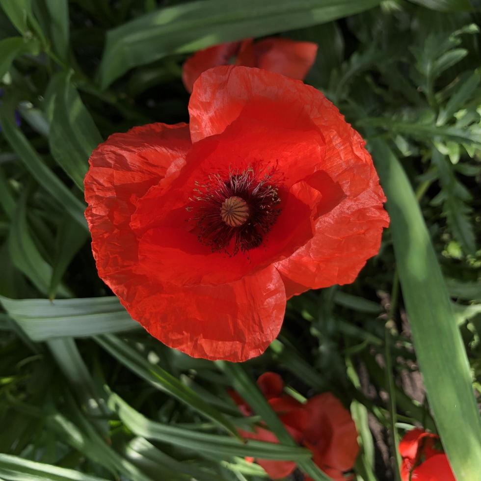 macro photo rouge fleur de pavot en fleurs