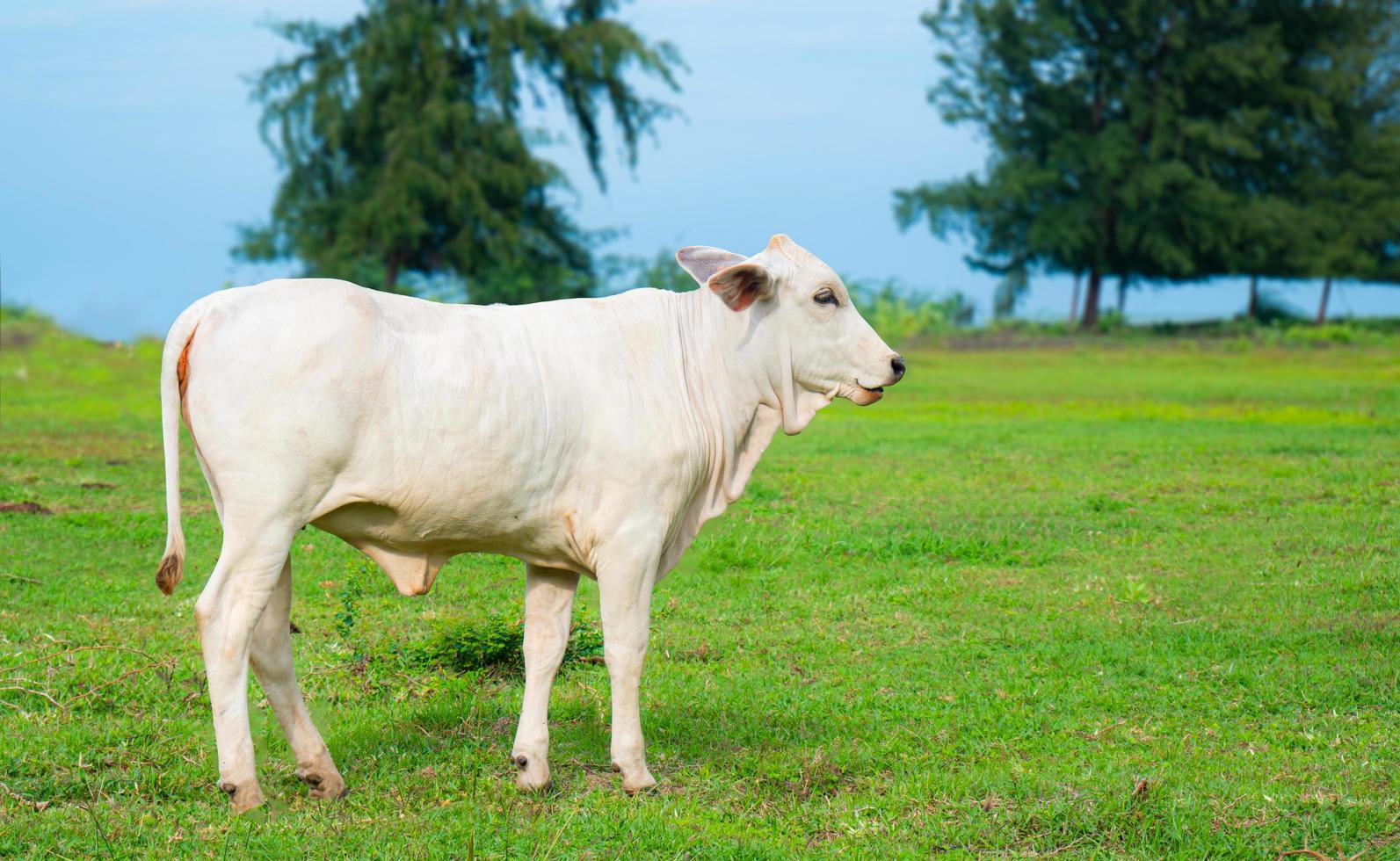 une vache blanche se tient au milieu du pré en regardant la caméra. les vaches mangent de l'herbe au milieu d'un champ ouvert, de l'herbe verte brillante. photo