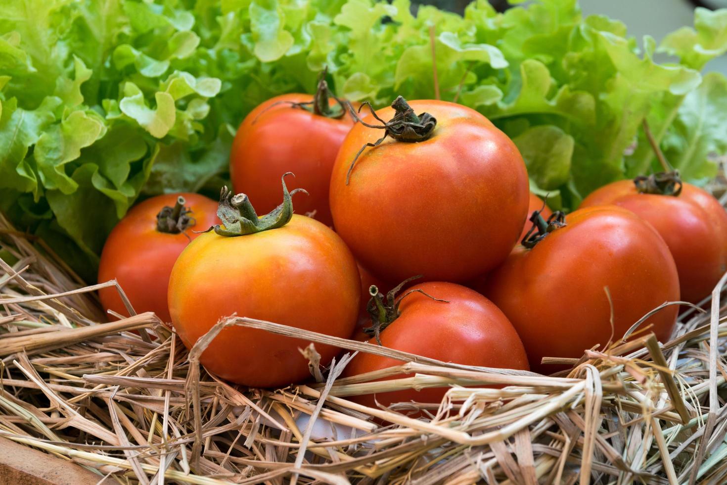 tomates fraîches et légumes hydroponiques dans une caisse en bois photo
