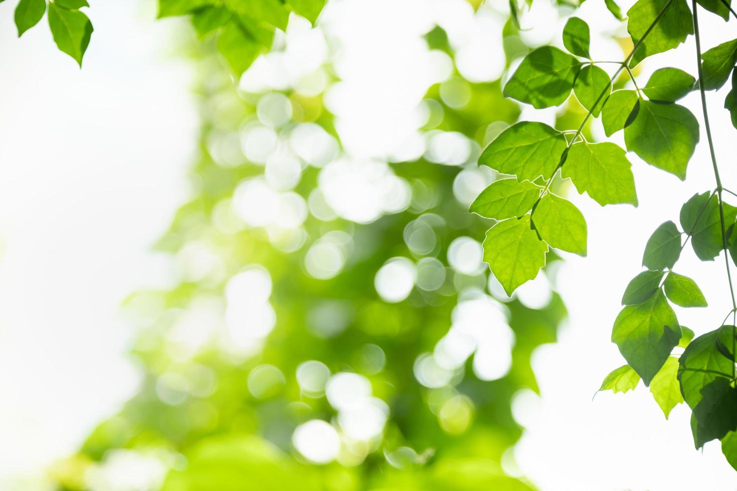 gros plan de la vue sur la nature feuille verte sur fond de verdure floue sous la lumière du soleil avec bokeh et espace de copie en utilisant comme arrière-plan paysage de plantes naturelles, concept de papier peint écologique. photo