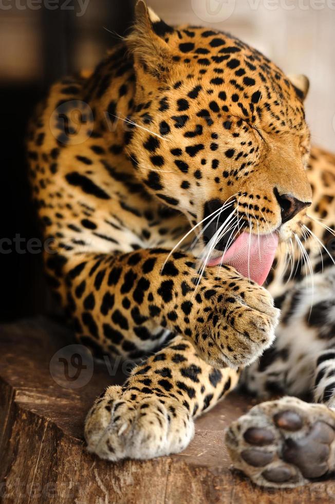 léopard photo